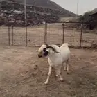 تيس بيشي فحل صنف