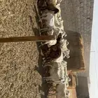 غنم بفحولها
