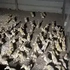 بط بكيني