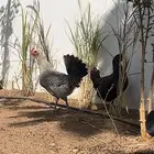 دجاجتين فيومية بياضه للبيع