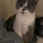 قطط سكوتش فولد