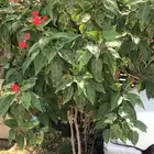 تنسيق حدائق