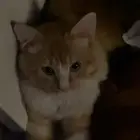 قطة للبيع قابل للتفاوض