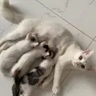 قطه شيرازي مع عيالها و اغراضها
