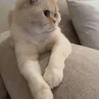 قط سكوتش للتبني