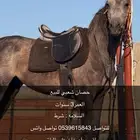 حصان شعبي للبيع للتواصل   باقي مواصفات خاص