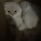 قط سكوتش للتبني