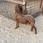 خروف سواكني