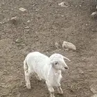 للبيع خروف كفو عمره شهر شرط