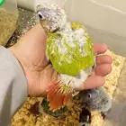 كنيور أمريكان دايلوت لهواة التميز