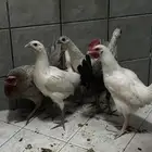 دجاج بلدي