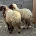 لكم خرفان نعيمي كناور