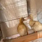 بط بكيني