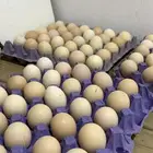 بيض براهما