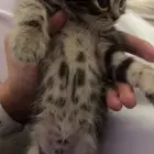 ذكر كتن شيرازي الاب سكوت فولت