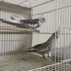 لي البيع جوز هولندي