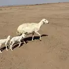 حريه والد