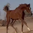 مهرهه شعبيه شيخه للبيع