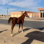 مهر شعبي للبيع