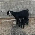 معزاء مواليد تم البيع