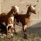 عنز و تيس