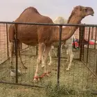 ضرايب للبيع