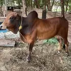 ثور لبيع