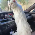 قط ضائع حي القدس مخطط الراجحي