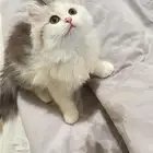 قطط