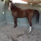 حصان شعبي شيخ