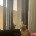 لتبني عمرهم شهر وشوي