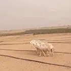 حريات حرش دفيع وحصيب