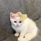 قطط سكوتش ستريت