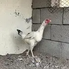 زوج دجاج ميوالي