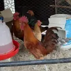 ديك بلدي كفو