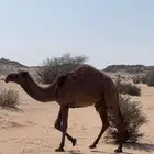 للبيع
