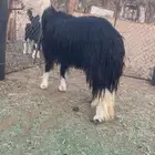 خروف صنف معرف تعريفه موجود