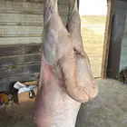 نعيم ذبايح مع الصلخ والتوصيل