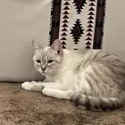 قطوه انثى جتنا البيت قبل يومين ساعه 4 هاديه تحب اللعب