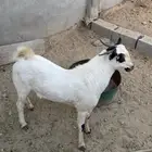 تيس بلدي للبيع