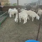 طليان حري