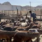 طليان سواكن حمري فاخر ام روابه مرابى ضحايا