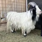 ماعز تركي