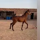 للبيع مهر كفووو
