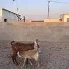 ماعز