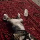 للتبني قطه انثى