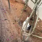 دجاج فرنسي كولمبي بيور