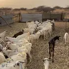تيوس اللبيع العدد80