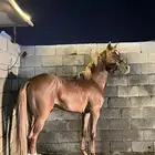 حصان شعبي للبيع