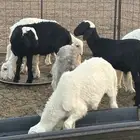 خرفان طيبه العمر 3 شهور